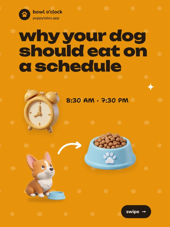 why your dog should eat on a schedule